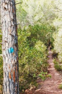 Blaue Markierung an Baumstamm zeigt den Weg an.