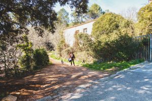 Mann mit zwei Hunden läuft über einen Feldweg.